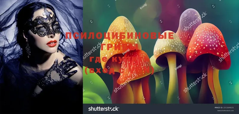 Псилоцибиновые грибы Psilocybe  Жердевка 